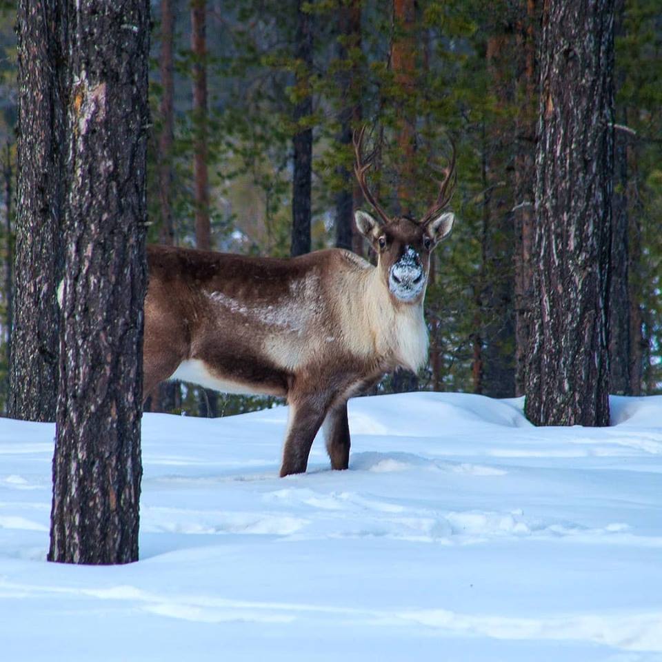 Северный олень